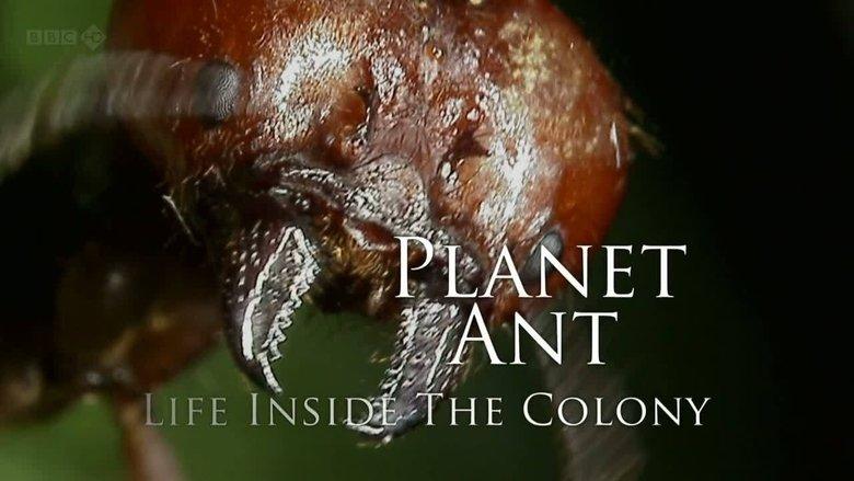 Planet Ant: Life Inside The Colony image