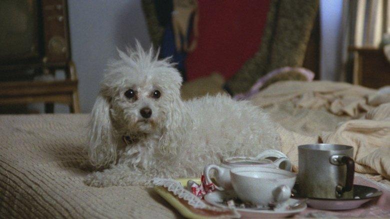 Poodle image