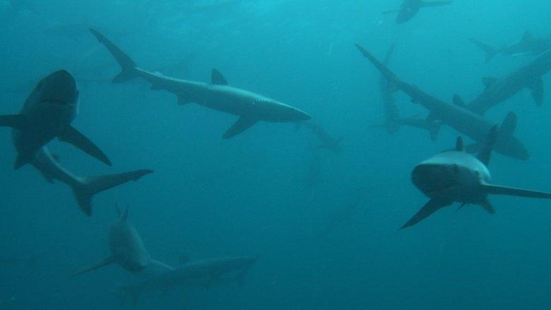 Britain's Whales and Sharks image