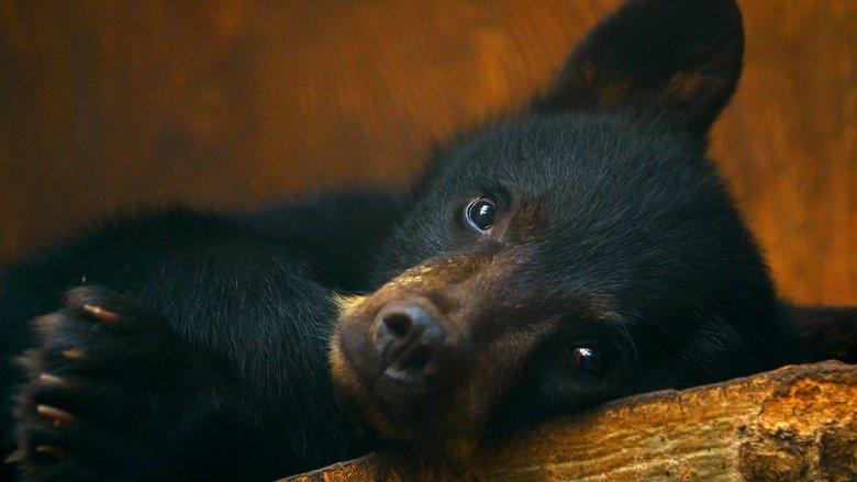 Wild Bear Rescue image