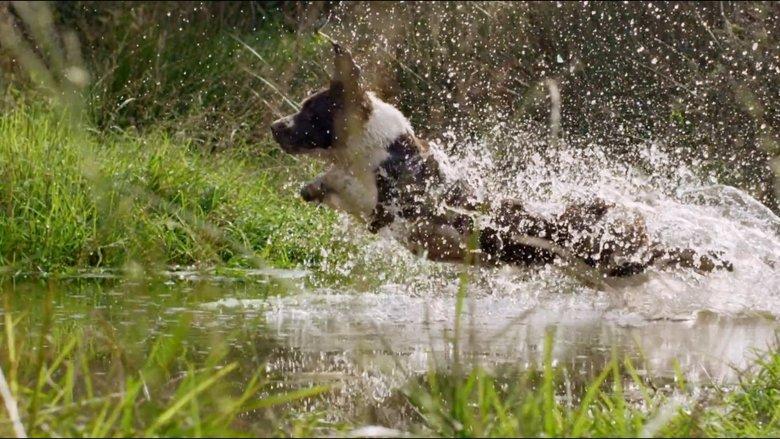 The Secret Life of Dogs image