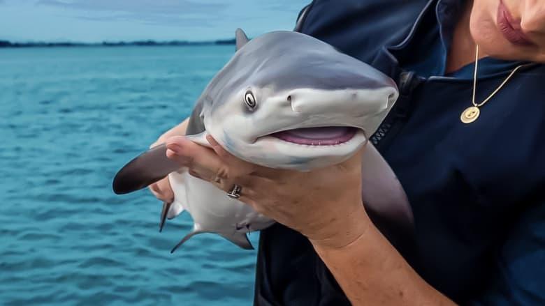 Baby Sharks image