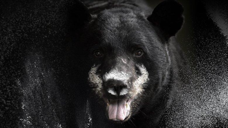 Blow: The True Story of Cocaine, a Bear, and a Crooked Kentucky Cop image