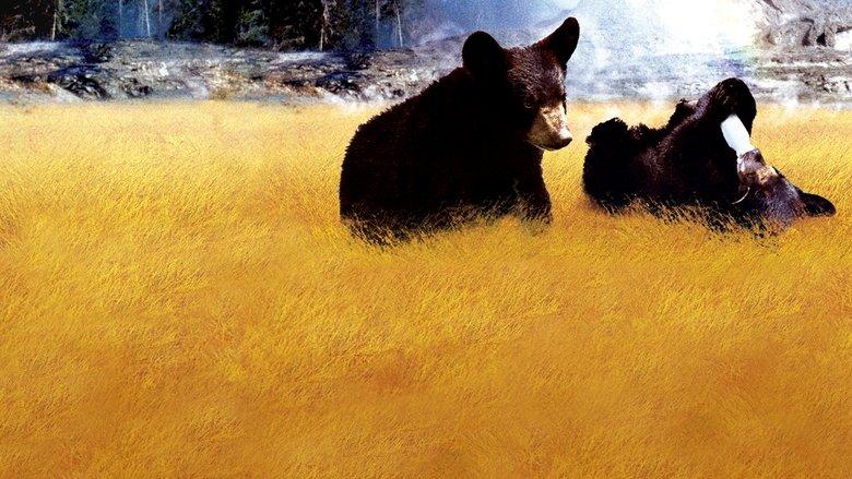 Yellowstone Cubs image