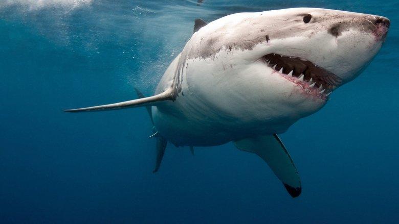When Sharks Attack 360 image