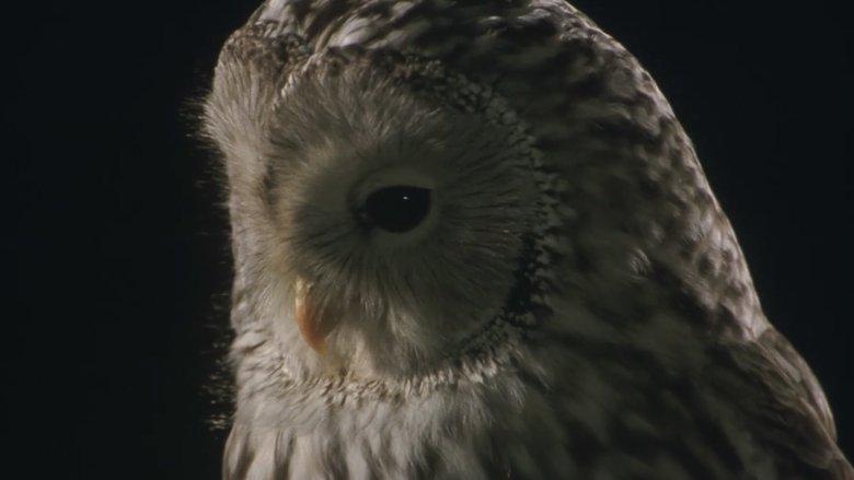 Owl image