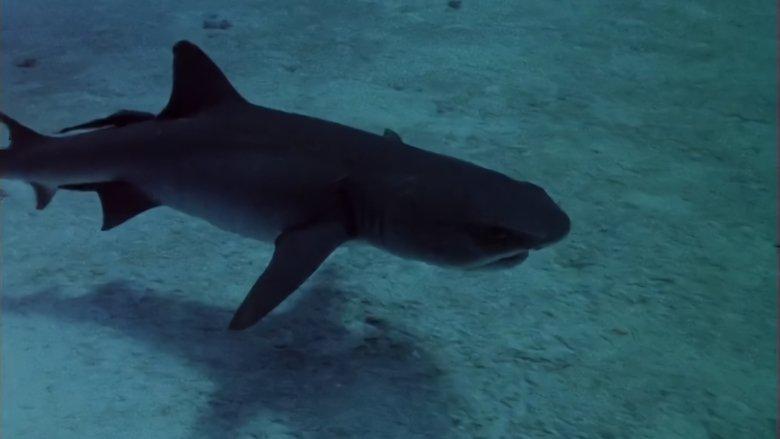 Sharks' Treasure image