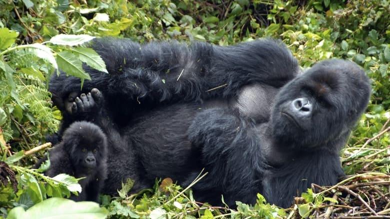Mountain Gorilla image