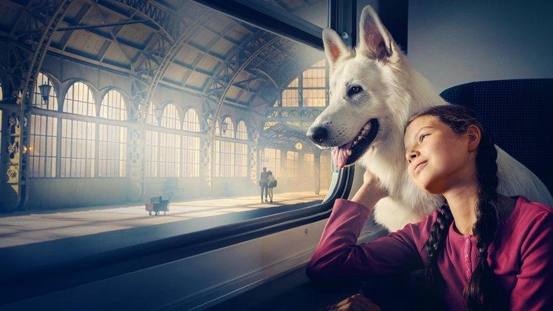 Lampo, the Travelling Dog image
