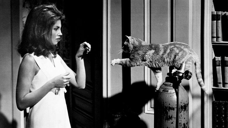 Eye of the Cat image
