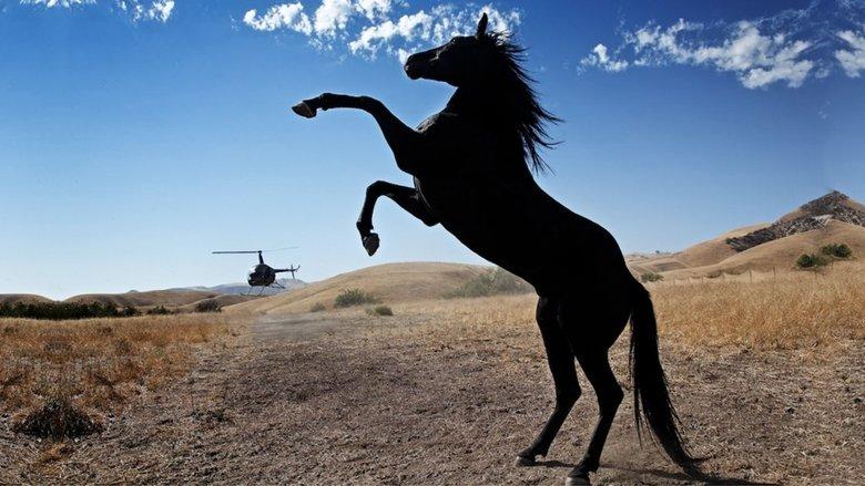 Wild Horses image