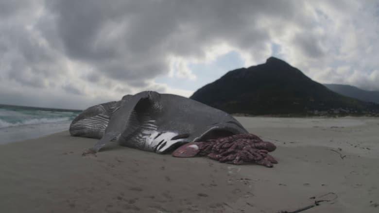 Megalodon: The Monster Shark Lives image