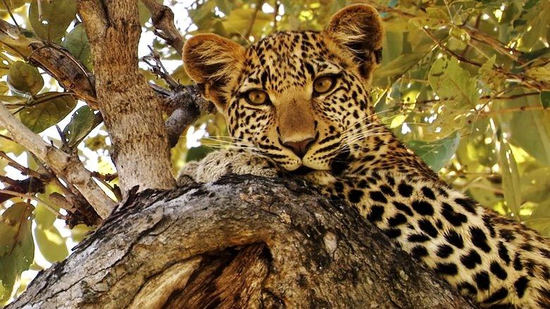 Eye of the Leopard image