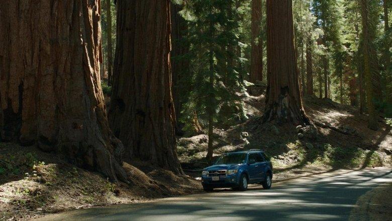 Sequoia image