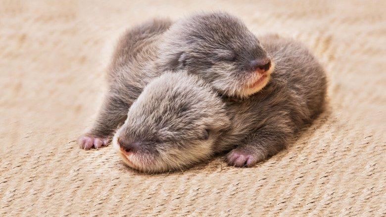Baby Animal Cam image