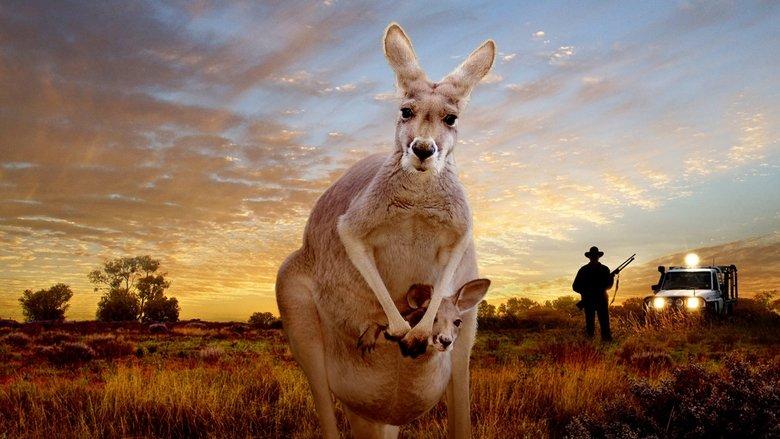 Kangaroo: A Love-Hate Story image