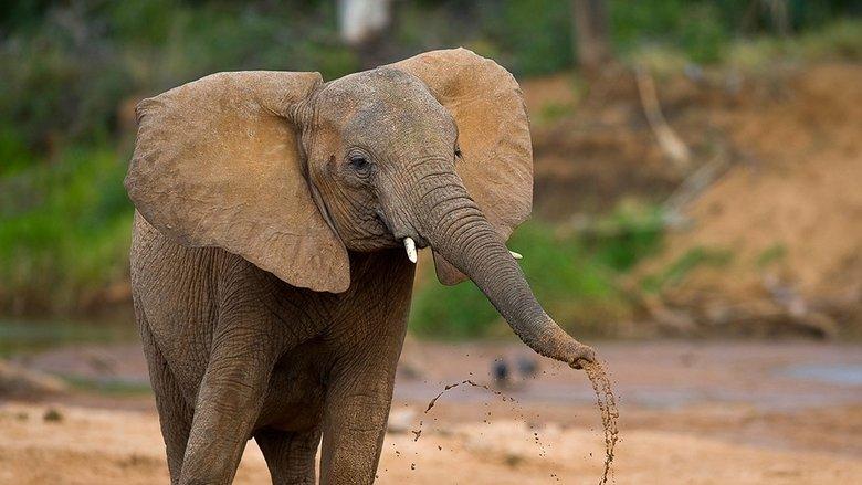 The Secret Life of Elephants image