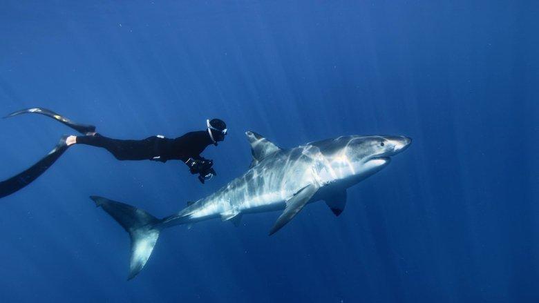 Great White Shark image