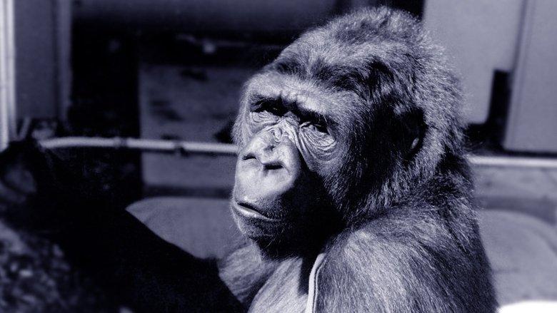 Koko: A Talking Gorilla image