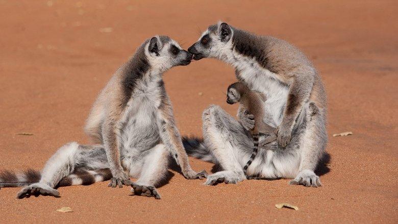 Island of Lemurs: Madagascar image