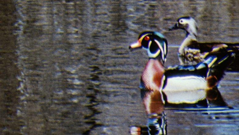 Water Birds image