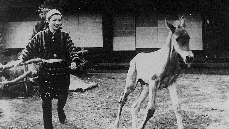 Horse image