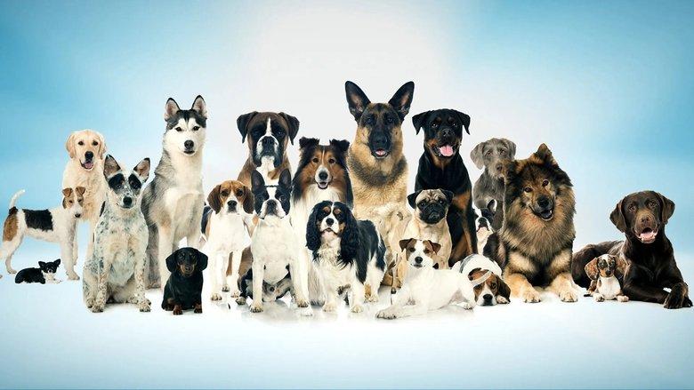 Top Jobs for Dogs image