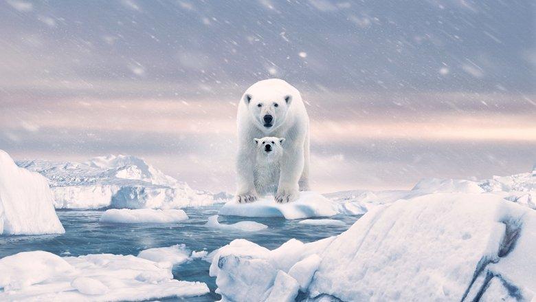 Polar Bear image