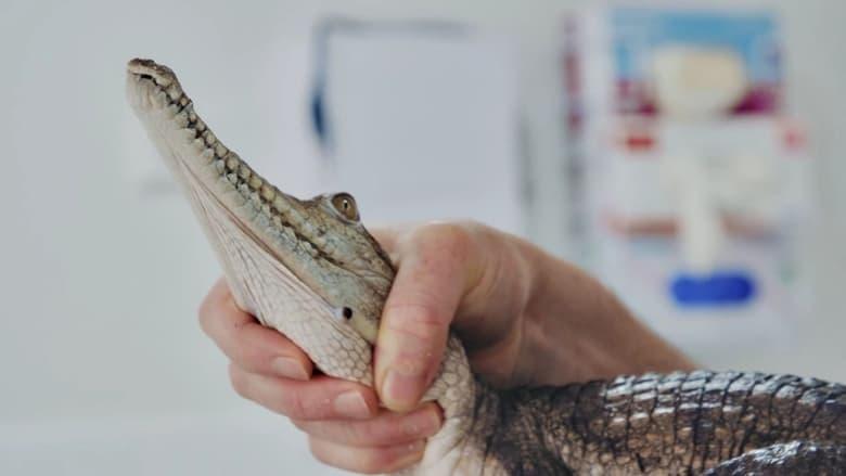The Bizarre Pet Vets image