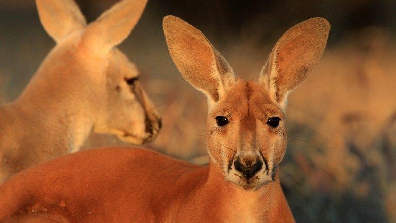 The Kangaroo King image
