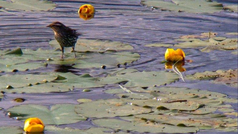 Great Lakes Wild image