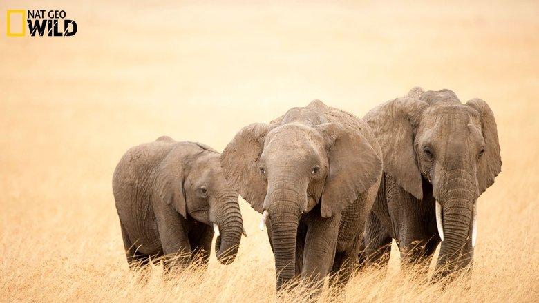 Africa image