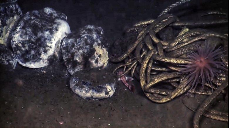 The Stages of Whale Decomposition image