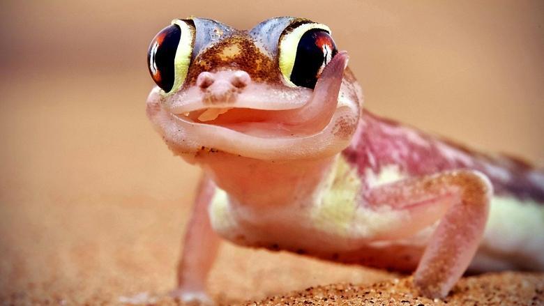 Extreme Animals: One Wild Day image