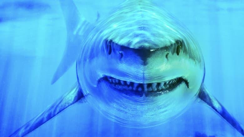 World's Biggest Great White? image