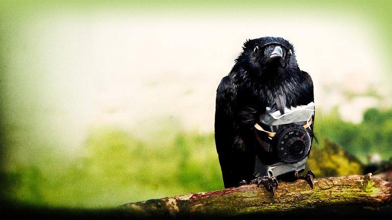 Four Lions image