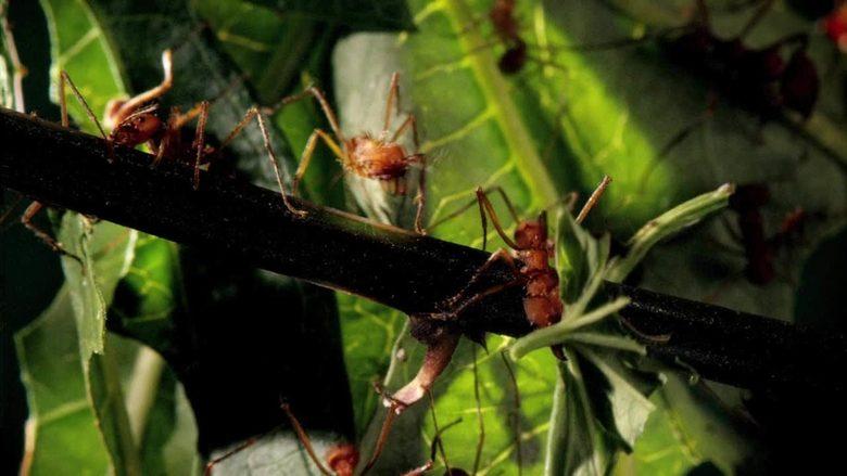 Micro Monsters with David Attenborough image