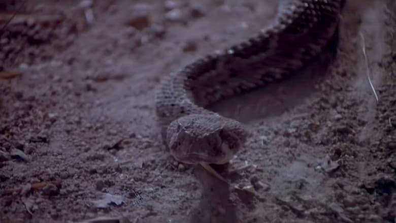 Rattlers image