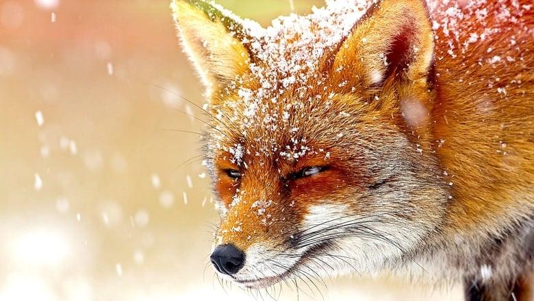The Wonder of Animals image