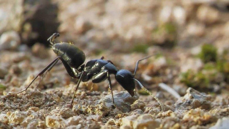 Au royaume des fourmis image