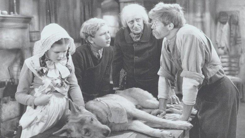 A Dog of Flanders image