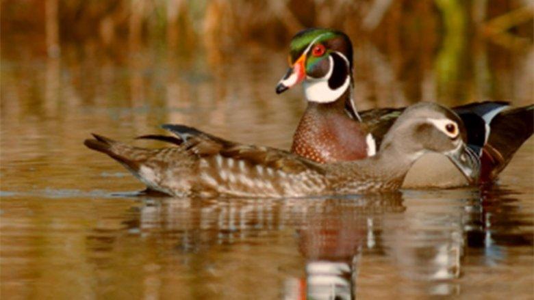 PBS Nature - An Original DUCKumentary image