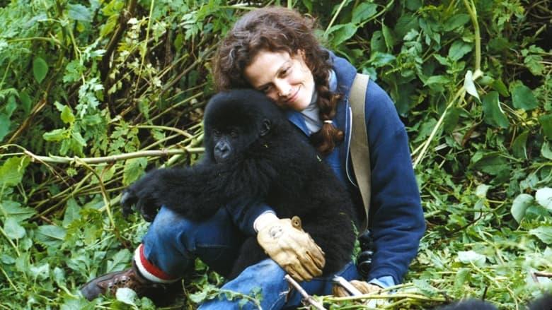 Gorillas in the Mist image