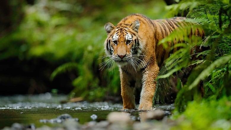 Jungle Animal Rescue image