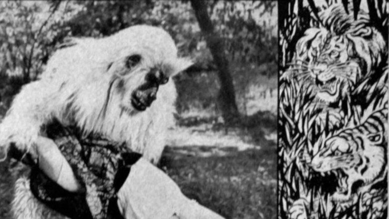 The White Gorilla image