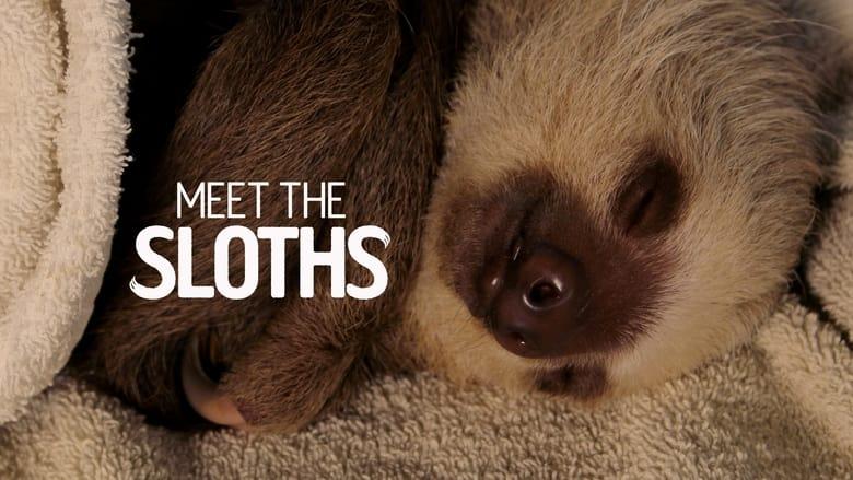 Meet the Sloths image