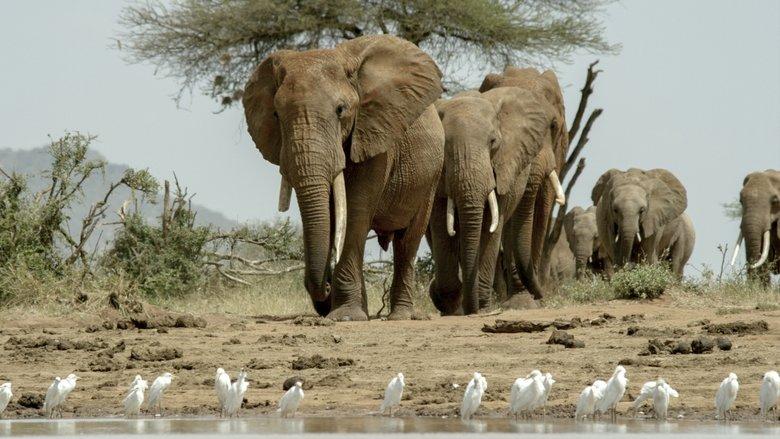 Once Upon a Time in Tsavo image
