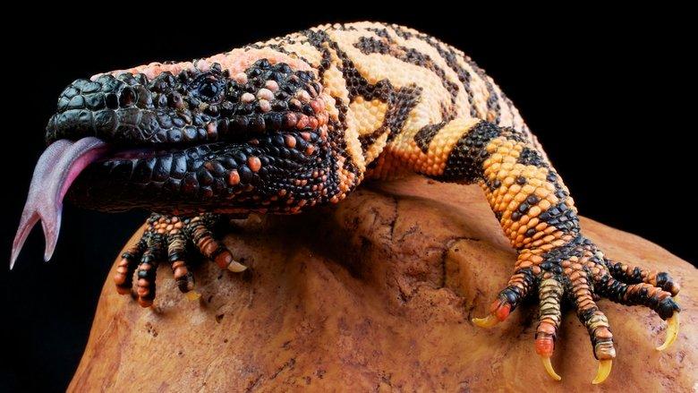 World's Deadliest Animals image