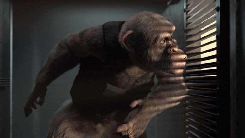 C.I.Ape image