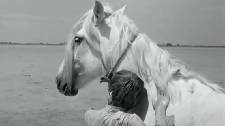 White Mane image